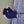 【 PICEA / ピセア 】GLOVES / Black × Right Purple