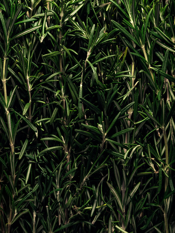 【 MARIEJEANNE 】ROOM MIST / - BRUME D´ETE - 100ml