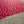 【 HAV-A-HANK 】TOSSED BONES BANDANA - MADE IN U.S.A. - / Red