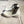 【BEAUTIFUL SHOES / ビューティフルシューズ】BRISTOL SIDEGORE / Light Grey